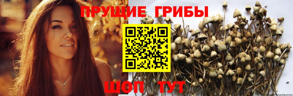 Галлюциногенные грибы Magic Shrooms  Псилоцибиновые грибы GOLDEN TEACHER  Кимры  Вход с VPN 